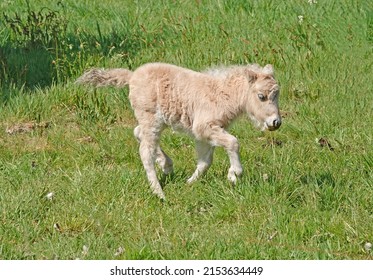 404 Palomino shetland pony Images, Stock Photos & Vectors | Shutterstock