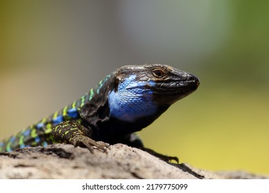 Gallotia galloti or Gallot's lizard or Tenerife lizard sometimes Western Canaries lizard, portrait of a large male with a green background. A large male lizard with a blue throat patch.