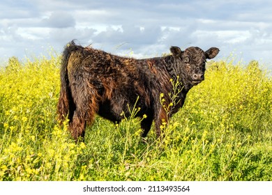 313 Bellowing cow Images, Stock Photos & Vectors | Shutterstock