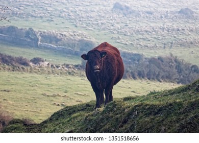 Galloway Cow Worth Matravers Dorset England