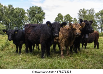 Galloway Herd