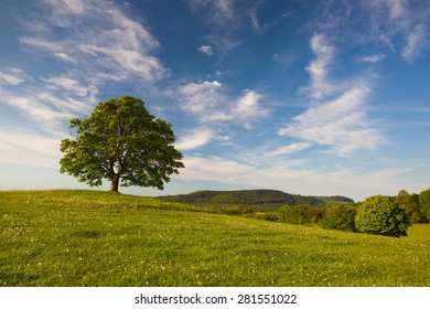 693 Gallow tree Images, Stock Photos & Vectors | Shutterstock