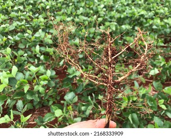 Galls And Cyst Nematode In Soybean Root