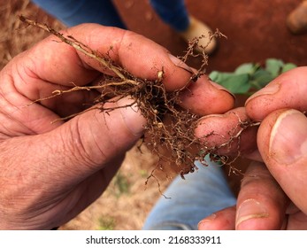 Galls And Cyst Nematode In Soybean Root