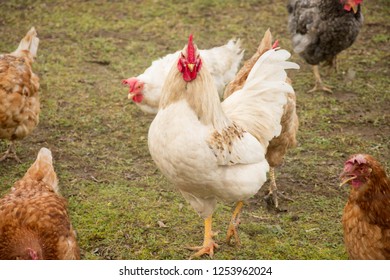 The chicken (Gallus gallus domesticus), domesticated fowl
