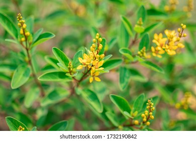 4 Galphimia speciosa Images, Stock Photos & Vectors | Shutterstock