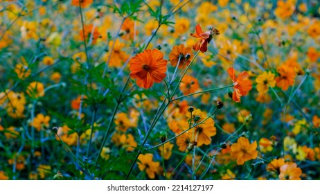 Galsang Flowers. Galsang Orange Flower Field