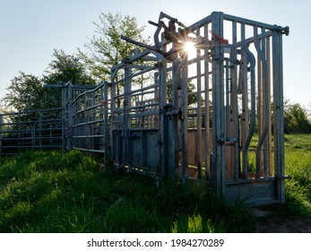 Galvanised Steel Cattle Crush In A Field  