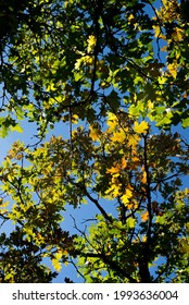Gambel Oak leaves in the fall