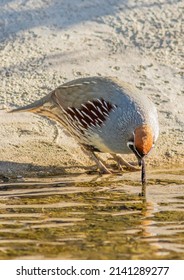 A Gambels Quail Drinking Water 