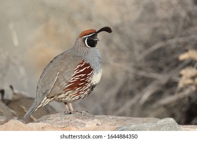 Gambel's Quail New Mexico USA - Shutterstock ID 1644884350