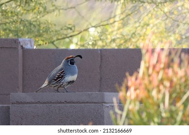 Gambels quail sitting on a brick wall - Shutterstock ID 2132166669