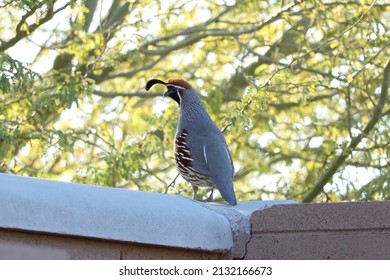 Gambels quail sitting on a brick wall - Shutterstock ID 2132166673