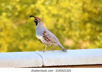 Gambels quail standing on a fence - Shutterstock ID 2145421325