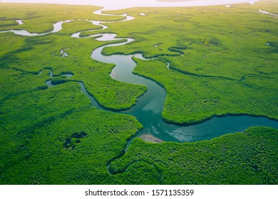 Gambia Mangroves. Aerial view of mangrove forest in Gambia. Photo made by drone from above. Africa Natural Landscape. - Shutterstock ID 1571135359