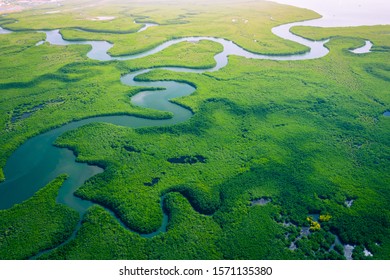 Gambia Mangroves. Aerial view of mangrove forest in Gambia. Photo made by drone from above. Africa Natural Landscape. - Shutterstock ID 1571135380