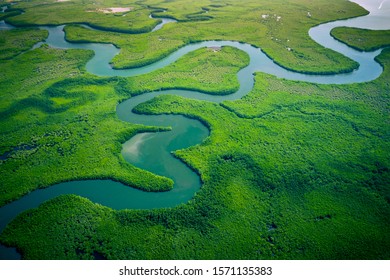 Gambia Mangroves. Aerial view of mangrove forest in Gambia. Photo made by drone from above. Africa Natural Landscape. - Shutterstock ID 1571135383