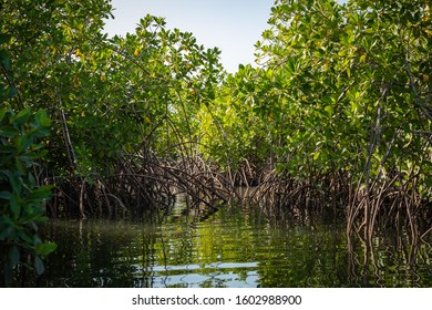 Gambia Mangroves. Green Mangrove Trees In Forest. Gambia.