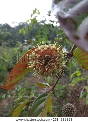 Gambir is a plant that grows in tropical areas and is used as an anti-diarrheal and astringent in Asia Stock photo © 