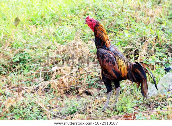 Gamble refers to native chicken breed. The\
native chickens may be divided into two types are common to fight\
for the contest. And beauty It is a food that is attached to all\
classes of society.