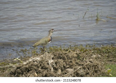 591 Panama Gamboa Images, Stock Photos & Vectors | Shutterstock