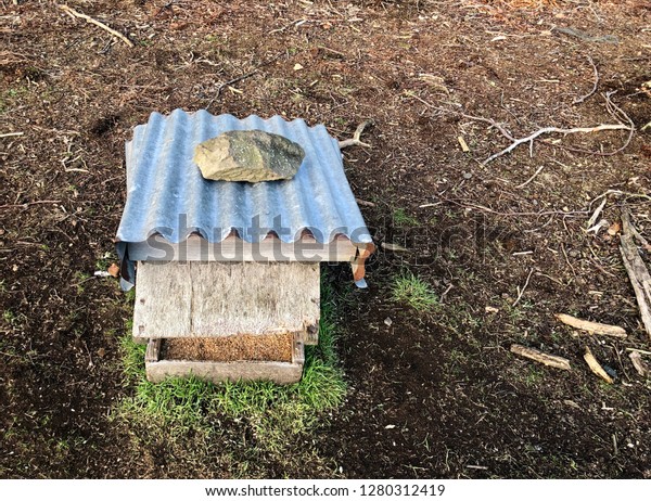 Game Bird Feeder Forest Stock Photo Edit Now 1280312419