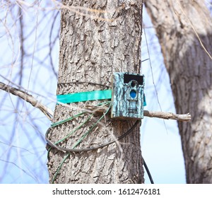 Game camera set up on tree trunk