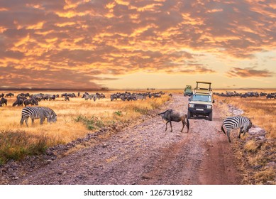 A Game Drive  Africa Safari In Serengeti National Park,Tanzania.