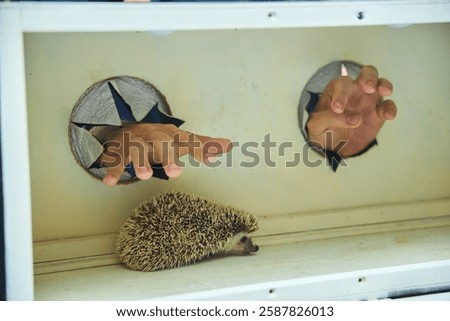 A game of guessing an object blindly. Human hands and a live hedgehog