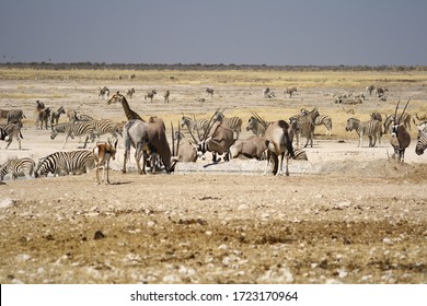 Etosha national park Images, Stock Photos & Vectors | Shutterstock