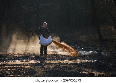 Game ranger spilling maize on the ground at animals feeding spot
