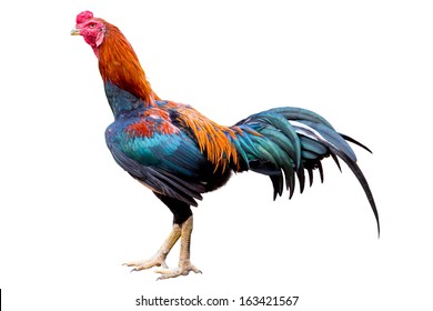 20,640 Rooster tail Images, Stock Photos & Vectors | Shutterstock