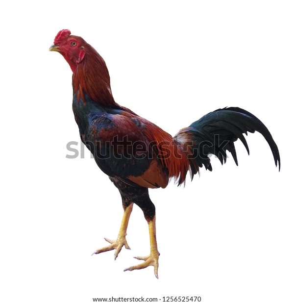 Gamecock Isolated On White Background Rooster Stock Photo 1256525470 ...