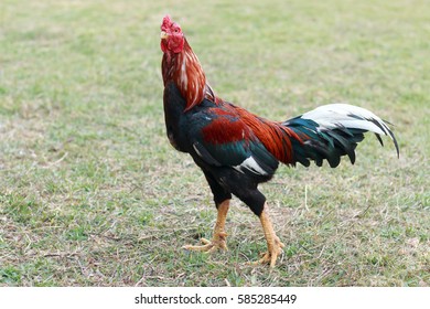 Gamecock On Green Grass