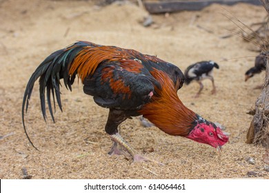 Gamecocks