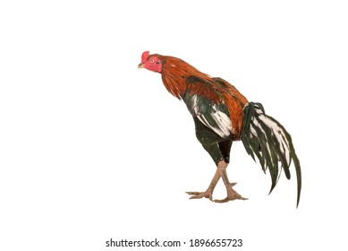 5,458 Gamecock Images, Stock Photos & Vectors | Shutterstock