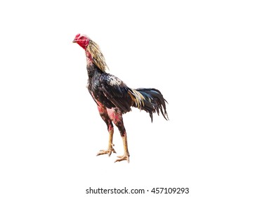 Gamecocks Male White Background Stock Photo 457109293 | Shutterstock