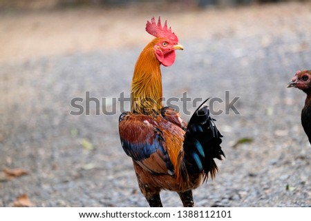 Similar – Image, Stock Photo Beautiful rooster on nature background