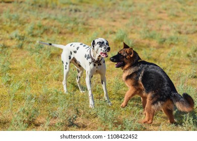 games two dogs german shepherd dalmatian stock photo edit now