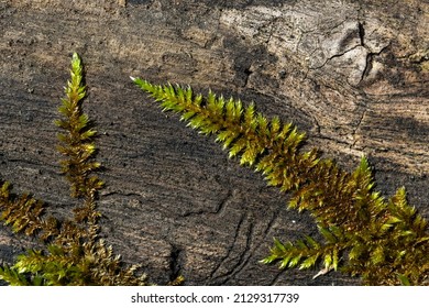 The Gametophyte Part Of A Moss On Wood