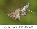 Gamma --- Lambda (Autographa gamma)
Autographa gamma in its natural element
