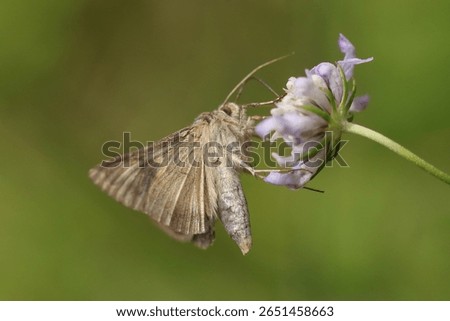 Gamma --- Lambda (Autographa gamma)
Autographa gamma in its natural element
