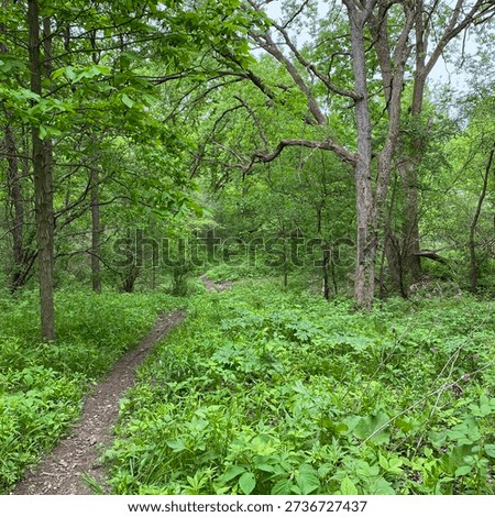 Gander Mountain Loop Trail meandering through a forest, in Gander Mountain Forest Preserve, Antioch, Illinois, USA, in the spring