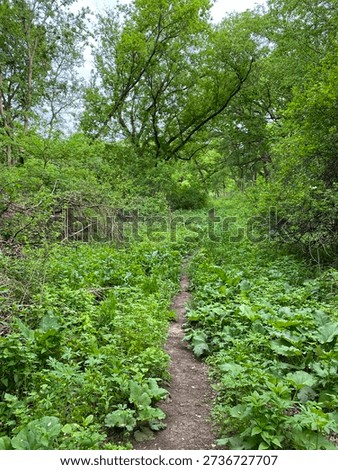 Gander Mountain Loop Trail meandering through a forest, in Gander Mountain Forest Preserve, Antioch, Illinois, USA, in the spring