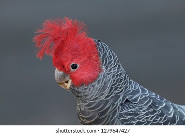 Gang Gang Cockatoo Images Stock Photos Vectors Shutterstock