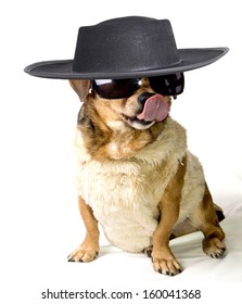 a gang dog with hat