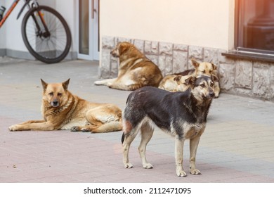 A gang of stray dogs.Half-a-dozen stray street dogs roaming in a residential area.Homeless dog on the street of the old city.Homeless animal problem - Shutterstock ID 2112471095