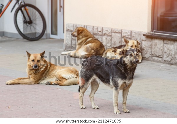 A gang of stray\
dogs.Half-a-dozen stray street dogs roaming in a residential\
area.Homeless dog on the street of the old city.Homeless animal\
problem