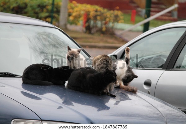 gang of the street cats warms on the car in cold\
autumn morning