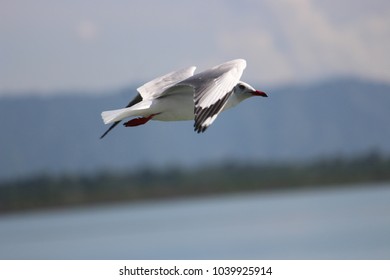 The Gangchil Is Flying Over The Naf River All Rights Reserved